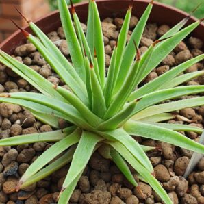 Agave stricta f.nana