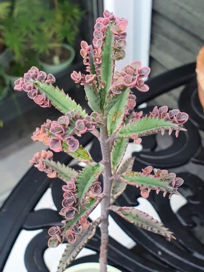 Kalanchoe ‘Pink Butterflies