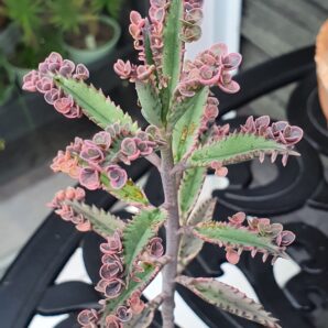 Kalanchoe ‘Pink Butterflies | 63