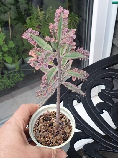 Kalanchoe ‘Pink Butterflies - Зображення 2