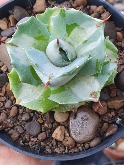 Agave isthmensis ‘Ohi Raijin Shiro Nakafu’ variegata