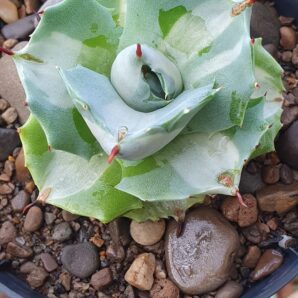 Agave isthmensis ‘Ohi Raijin Shiro Nakafu’ variegata
