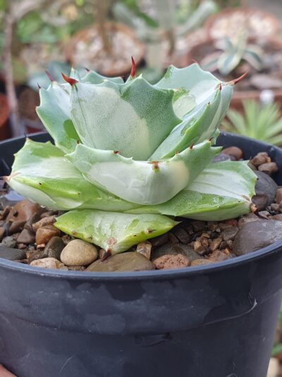 Agave isthmensis ‘Ohi Raijin Shiro Nakafu’ variegata - Зображення 2