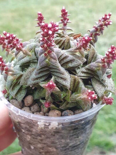 Crassula picturata - Зображення 2
