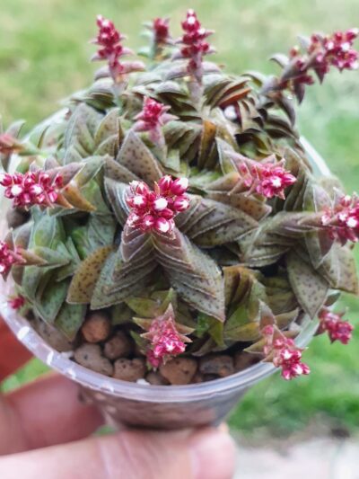 Crassula picturata