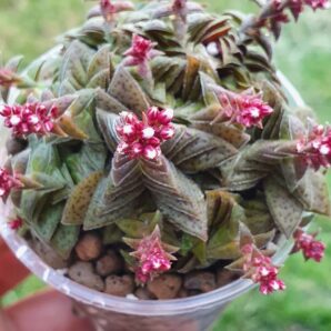 Crassula picturata