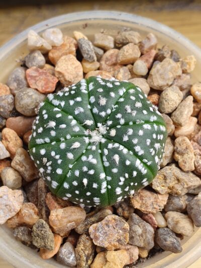 Astrophytum asterias Hanazono