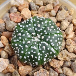 Astrophytum asterias Hanazono | 6