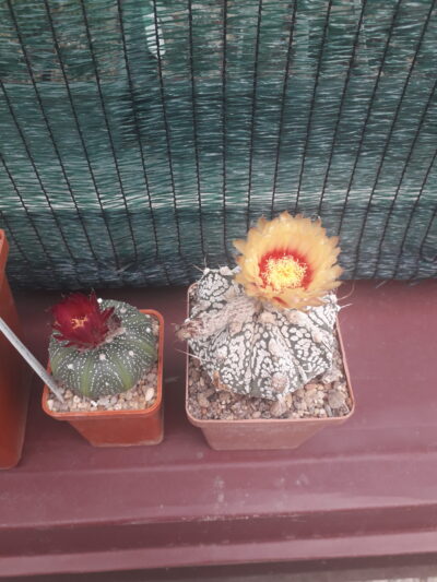 Astrophytum hybrid SK Multi-hybrid - Зображення 2