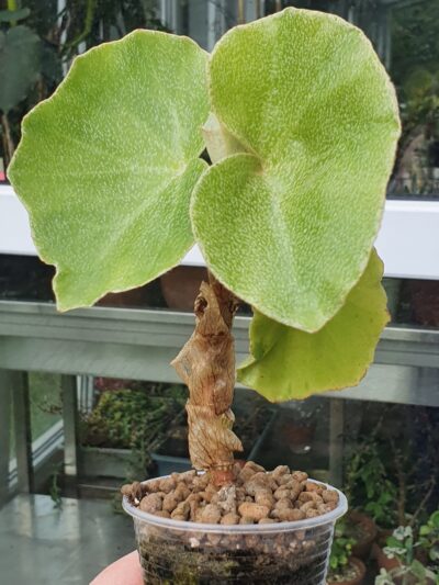 Begonia venosa