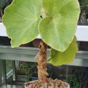 Begonia venosa | 14