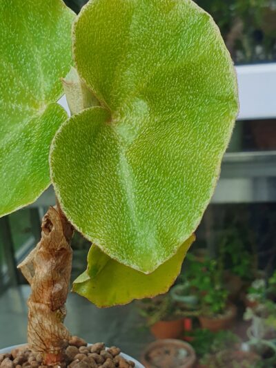 Begonia venosa - Зображення 2