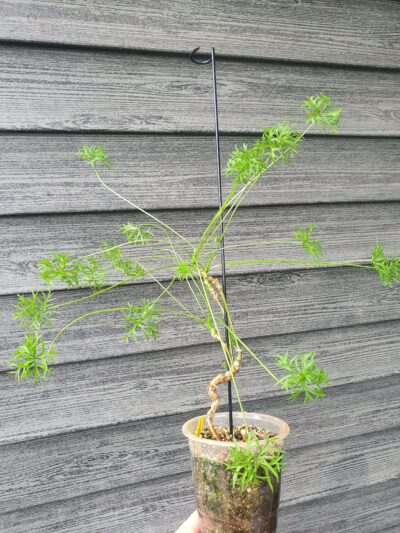 Pelargonium aridum