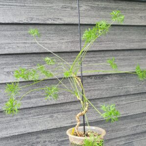Pelargonium aridum