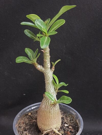 Adenium obesum