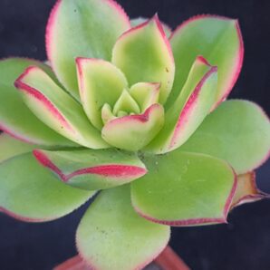 Aeonium Kiwi