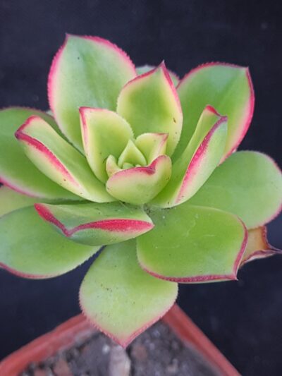 Aeonium Kiwi