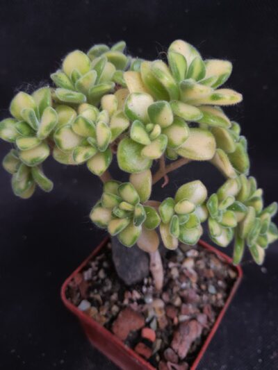 Aeonium spathulatum variegated
