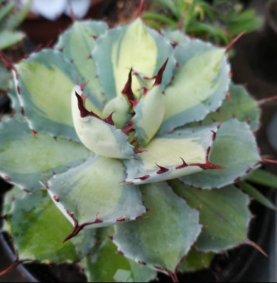 Agave potatorum 'Mediopicta'
