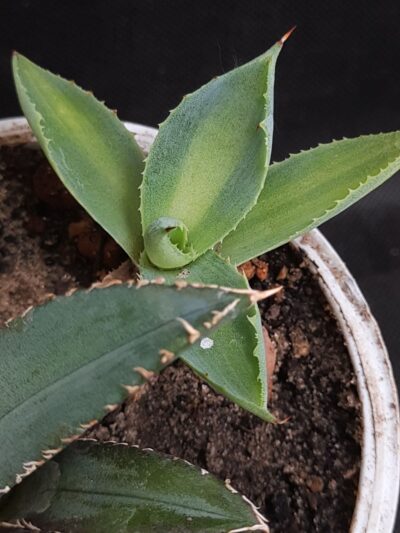 Agave potatorum 'Mediopicta' - Зображення 2
