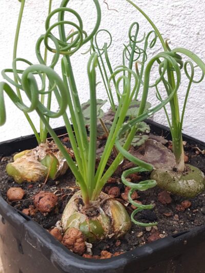 Albuca spiralis