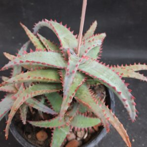 Aloe castilloniae
