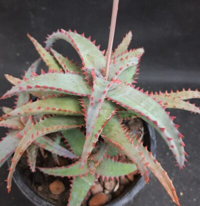 Aloe castilloniae