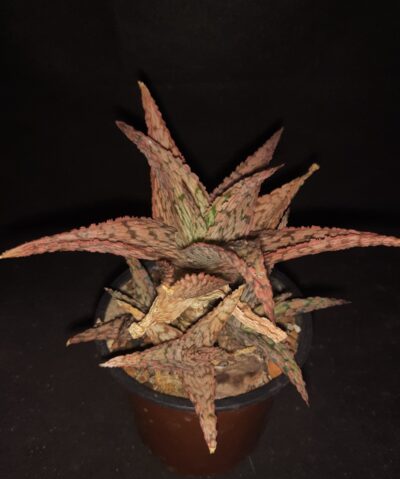 Aloe rauschii Christmas Carroll