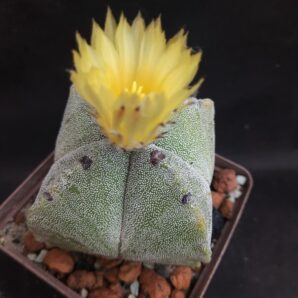 Astrophytum myriostigma quadricostatum