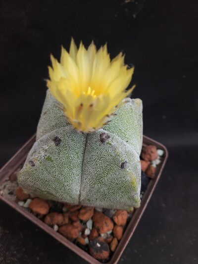 Astrophytum myriostigma quadricostatum