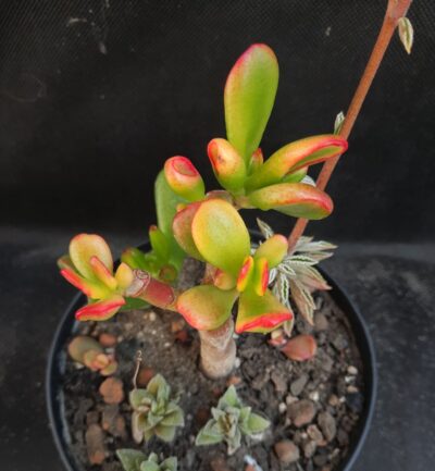 Crassula ovata Hobbit variegata