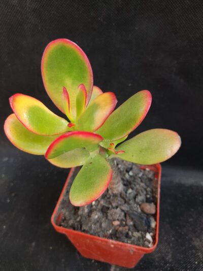 Crassula ovata Hummel's sunset