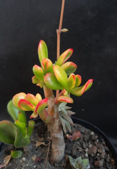 Crassula ovata Hobbit variegata - Зображення 2