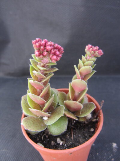Crassula sp.namibia