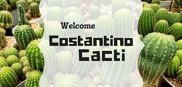 Кактусы Costantino