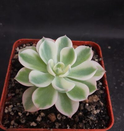 Echeveria Carousel