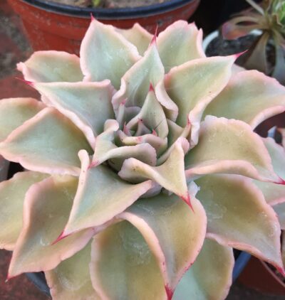Echeveria madiba