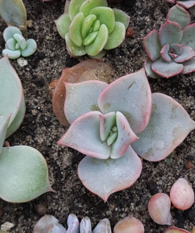 Echeveria madiba - Зображення 2