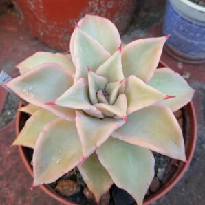 Echeveria Madiba