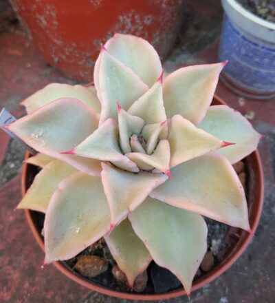 Echeveria Madiba