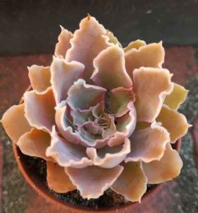 Echeveria shaviana (Mexican Hens)