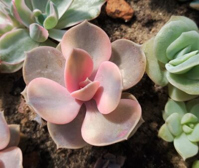 Echeveria Rainbow