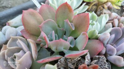 Echeveria Trumpet Pinky