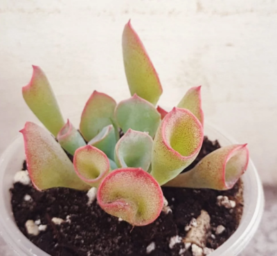 Echeveria Trumpet Pinky - Зображення 2