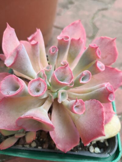 Echeveria Trumpet Pinky