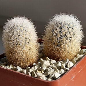 Кактус Escobaria orcuttii