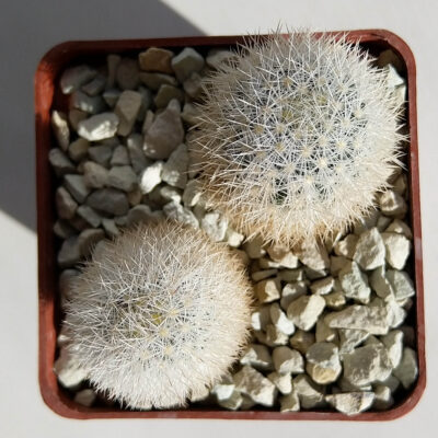 Кактус Escobaria orcuttii