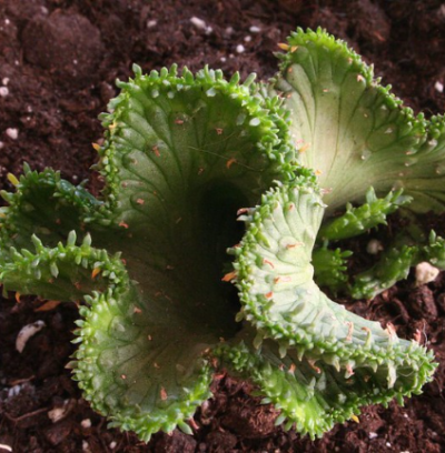 Euphorbia flanaganii cristata