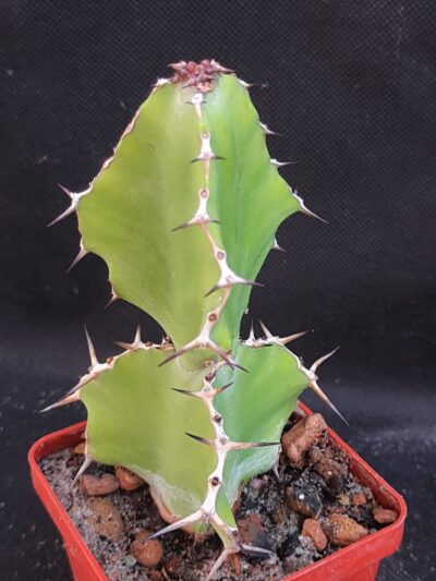 Euphorbia grandicornis