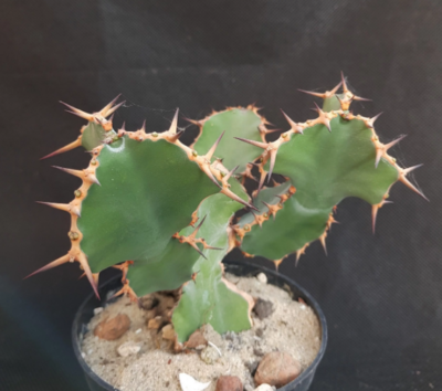 Euphorbia grandicornis - Зображення 2